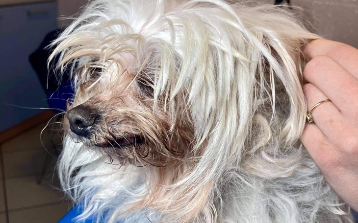 Zbiórka Wrak Maltańczyka - zdjęcie główne