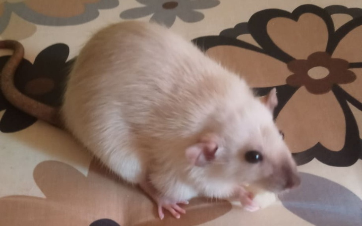 Zbiórka Na leczenie Roksi - zdjęcie główne