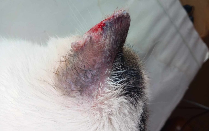 Zbiórka Usunięcie małżowin usznych - zdjęcie główne