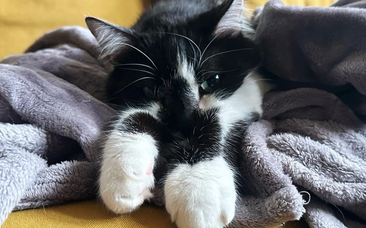 Czarny kot w kłębie koców, z wyciągniętymi łapkami.