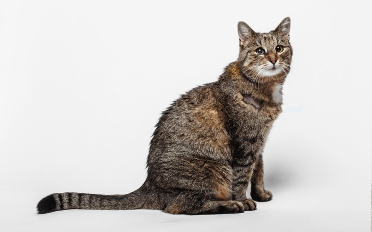 Zbiórka Walka z kostniakomięsakiem - zdjęcie główne