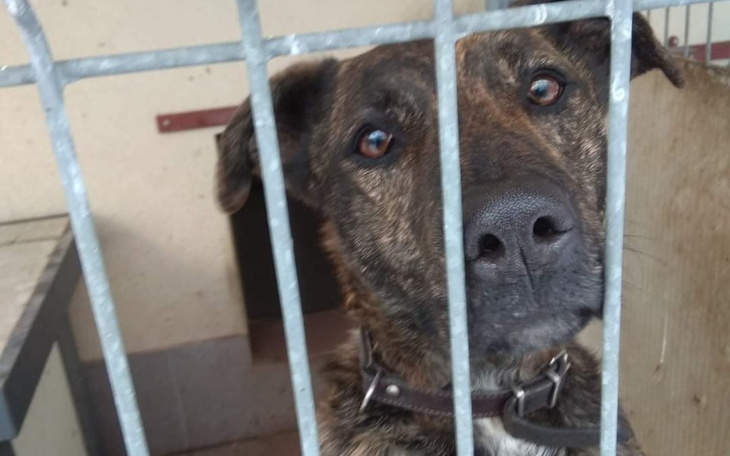 Zbiórka Schroniska. - zdjęcie główne