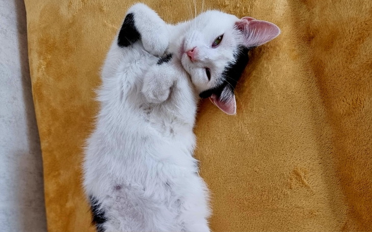 Zbiórka CIAPULEK chory na FIP - zdjęcie główne