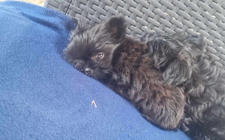 Zbiórka Na leczenie chorego malego psa - zdjęcie główne