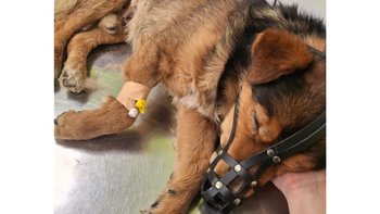 Zbiórka Fart znaleziony w rowie - miniaturka zdjęcia