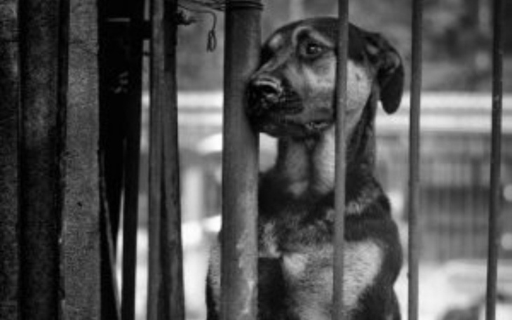 Smutny pies patrzący przez kraty w klatce.