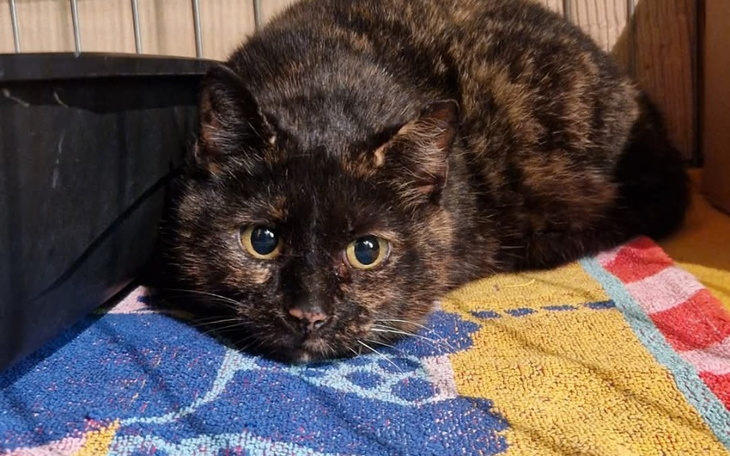 Czarny kot leżący na kolorowym ręczniku w klatce.