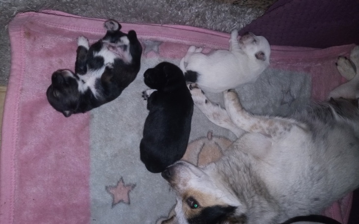 Zbiórka Operacje nogi pieska Pusi - zdjęcie główne