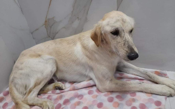 Zbiórka Snowy zbiera na bilet lotniczy - zdjęcie główne