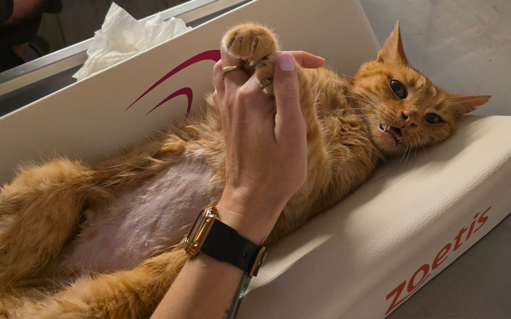 Kot leżący na plecach, z ręką właściciela.