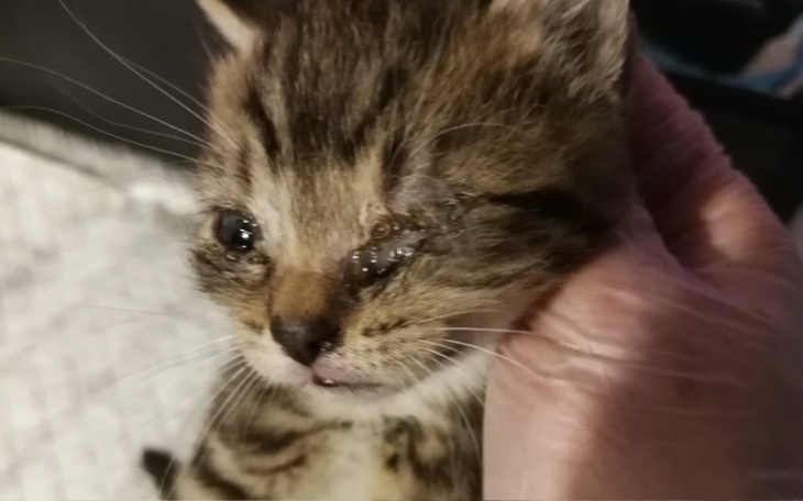 Zbiórka Ratujmy Koty spod Bloku - zdjęcie główne