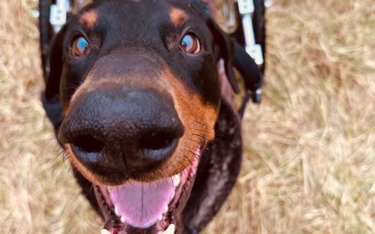 Zbiórka Serdelki Aresa 2023 - zdjęcie główne