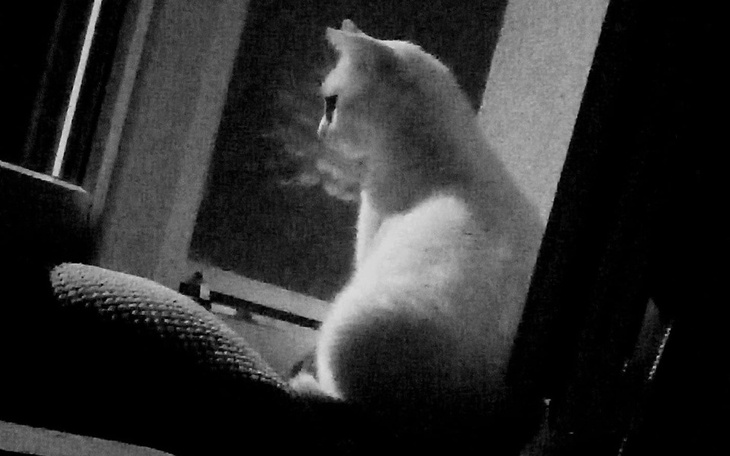 Zbiórka Na lokal dla kotów - zdjęcie główne