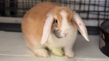 Zbiórka Amputacja łapki Kartofelka - miniaturka zdjęcia