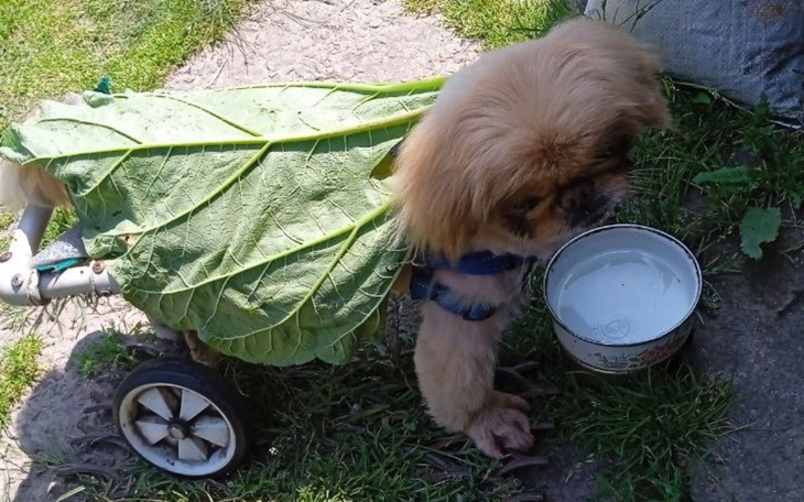 Zbiórka Dzięki Wam żyją i i radujcie - zdjęcie główne