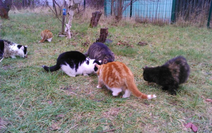 Zbiórka Wsparcie kotów wolnożyjących - zdjęcie główne