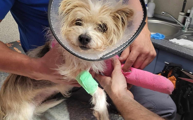 Zbiórka Leczenie psa po pogryzieniu - zdjęcie główne