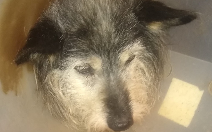 Zbiórka Na pomoc Lucusiowi - zdjęcie główne