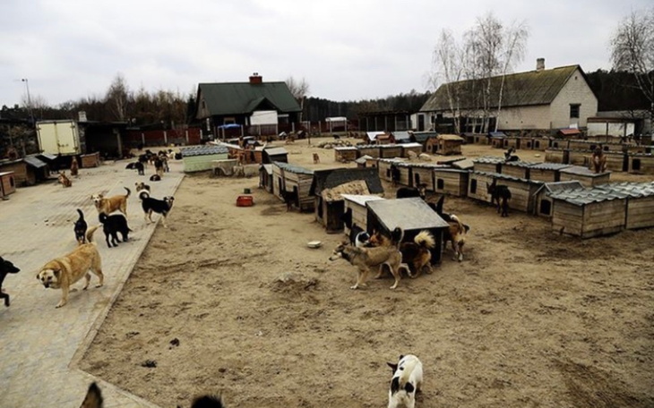 Zbiórka Na karmy dla psiaków - zdjęcie główne