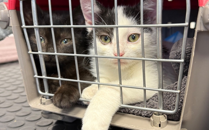 Dwa koty w klatce, jeden czarny, drugi biały z czarnymi plamami.