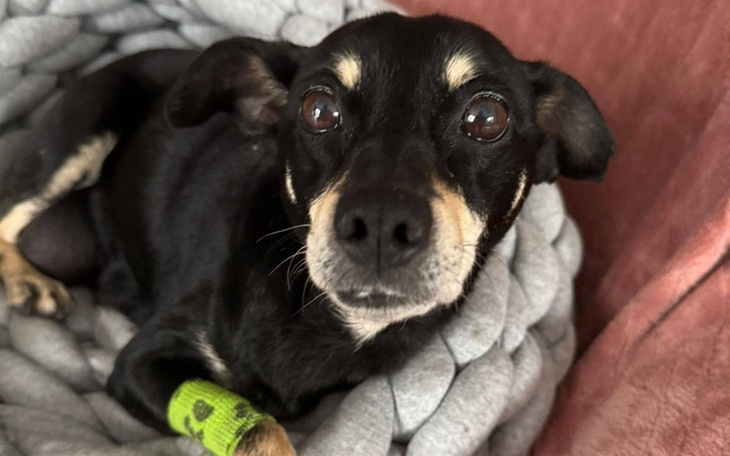 Czarny pies z dużymi oczami, leżący w kocyku.