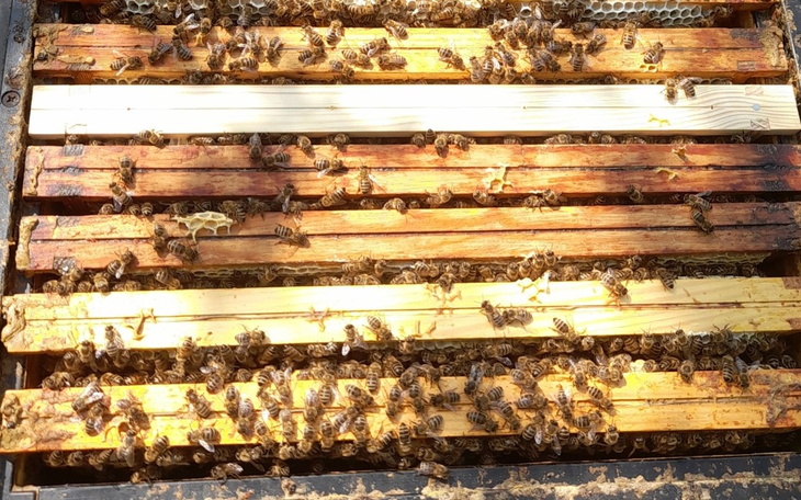 Zbiórka Na utworzenie własnej pasieki - zdjęcie główne