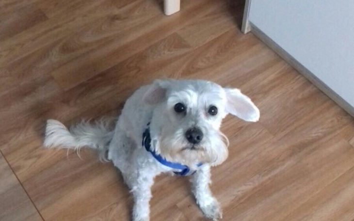 Zbiórka Operacja psa ( rak nerki) - zdjęcie główne