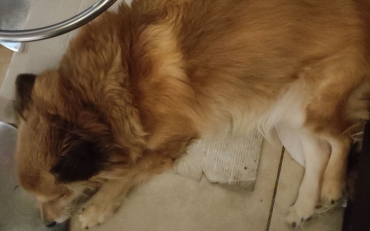 Zbiórka Proszę o pomoc w leczeniu Luny - zdjęcie główne