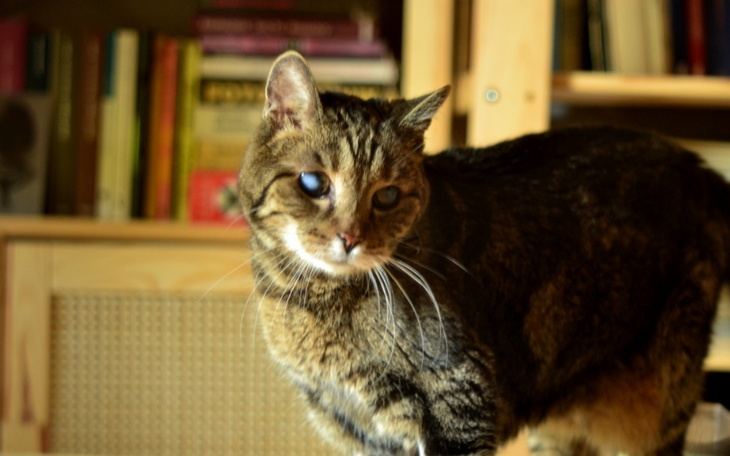 Zbiórka Leczenie kotki Lali - zdjęcie główne