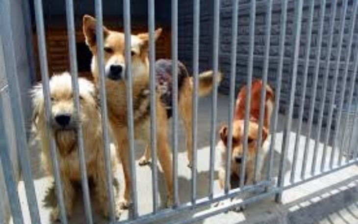 Psy w schronisku czekające na adopcję za kratami.