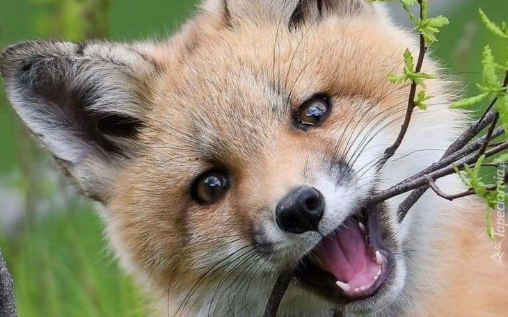 Zbiórka Na Lisa - zdjęcie główne