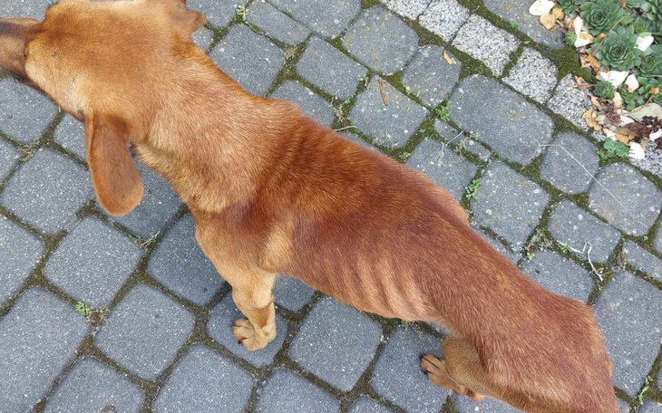 Zbiórka Na leczenie i żywienie Eklerka - zdjęcie główne