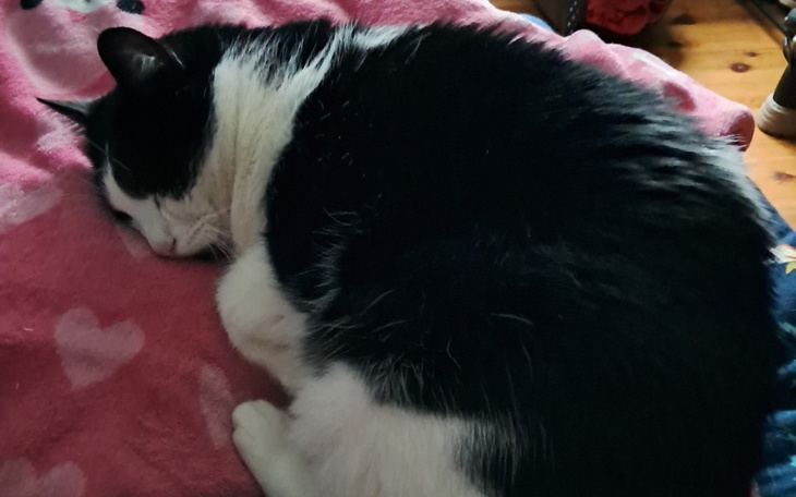 Kot śpiący na różowym kocu, z zamkniętymi oczami.