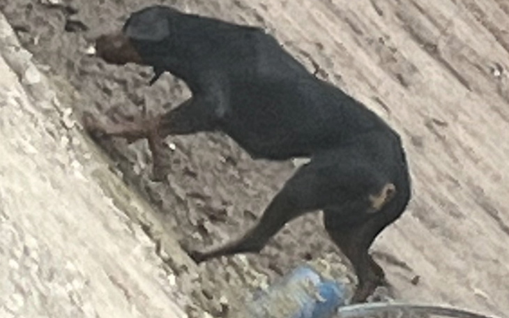 Czarny pies wspinający się po stoku.