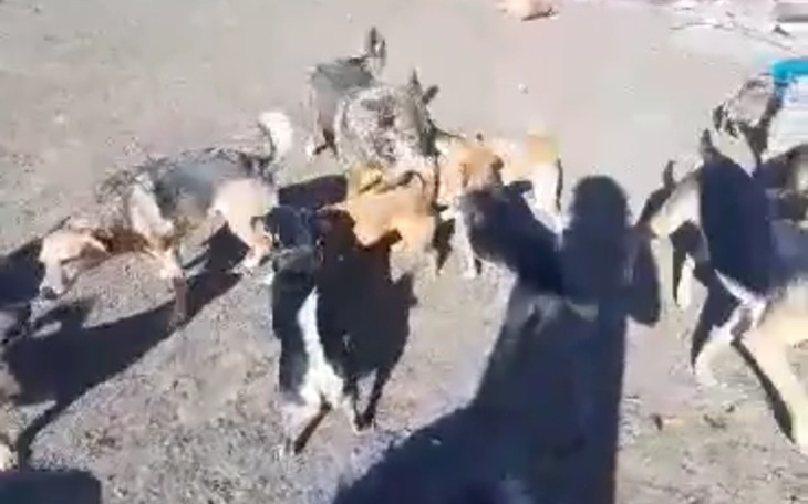 Zbiórka Budujemy wybieg dla psow - zdjęcie główne