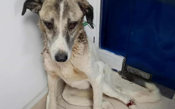 Pies z raną, siedzący w pomieszczeniu.