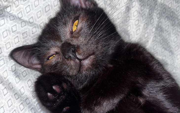 Zbiórka Maxiu walczy o życie - zdjęcie główne