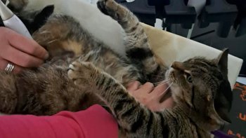 Zbiórka Leosia walczy o życie - miniaturka zdjęcia