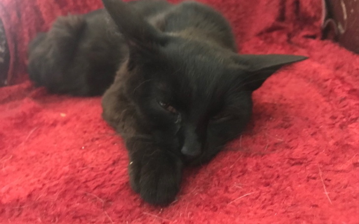 Zbiórka Lek dla kota na FIP - zdjęcie główne