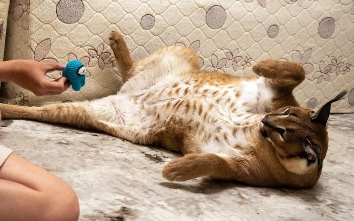 Zbiórka Na Floppe - zdjęcie główne