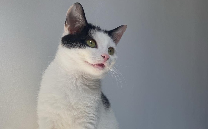 Zbiórka Pomóż Migusiowi wyleczyć FIP - zdjęcie główne