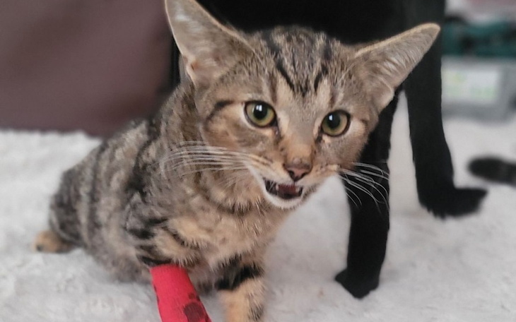 Zbiórka Na życie Hasanka - zdjęcie główne