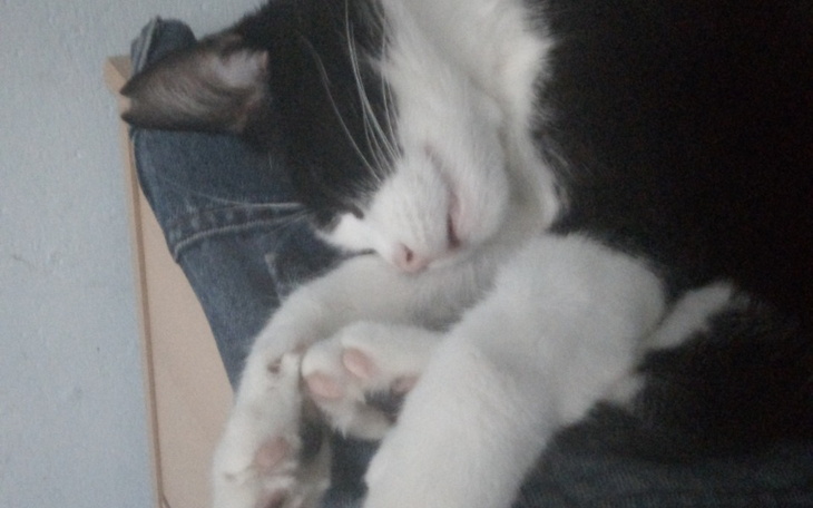 Zbiórka Na karmę dla kotkow - zdjęcie główne