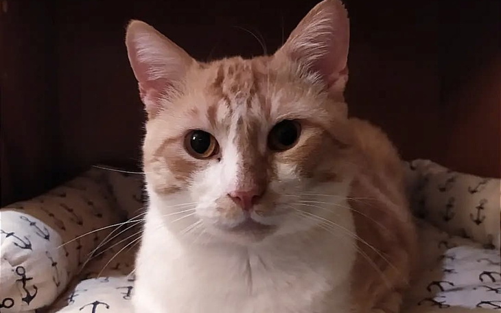 Rudy kot leżący w legowisku, patrzy w obiektyw.