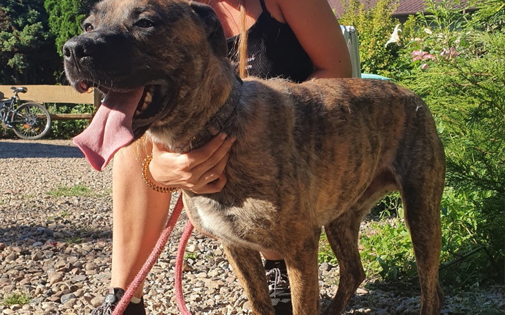 Zbiórka Daj piątaka dla psiaka 2 - zdjęcie główne