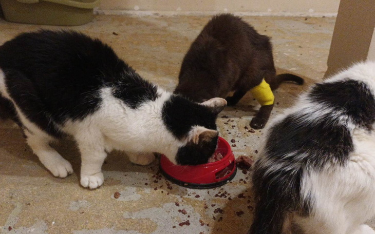 Zbiórka Kocia chemia - zdjęcie główne