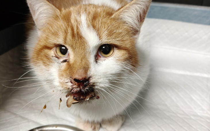 Kot z raną na pyszczku, potrzebujący pomocy weterynaryjnej.