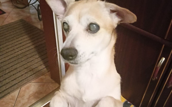 Zbiórka Na operację zaćmy dla Frytki - zdjęcie główne