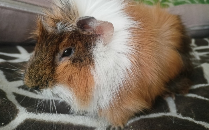 Zbiórka Zbiórka na chorą świnkę morska - zdjęcie główne