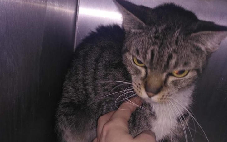 Zbiórka dramat zagłodzonej kotki - zdjęcie główne